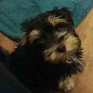 Meet your Posher, Billie